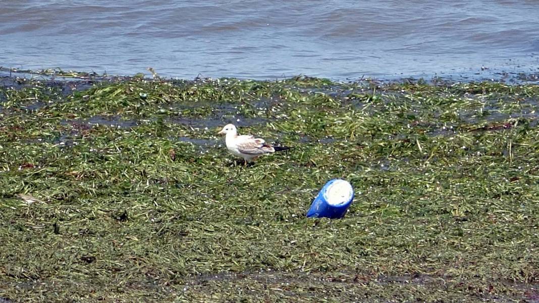Eğirdir Gölü'nün bölünmesine 1 kilometre kaldı! Binlerce ölü su salyangozu karaya vurdu 8